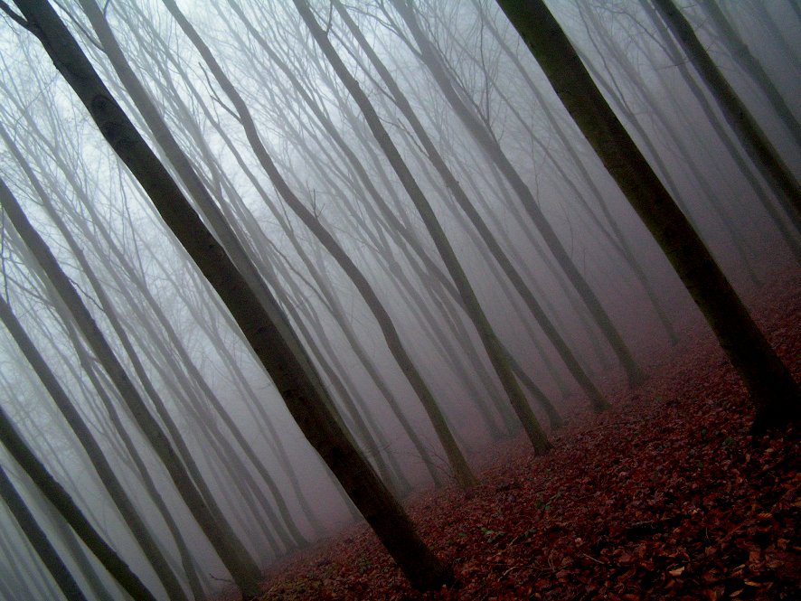 fog in forest