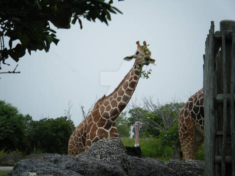 Baby Giraffe Feeding Time