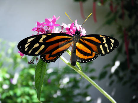 Striped Butterfly