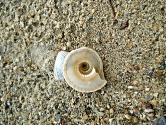 Little sea shell