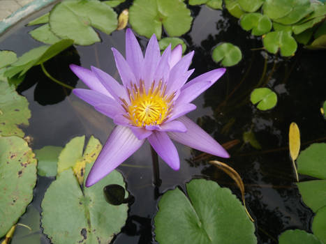 Lotus