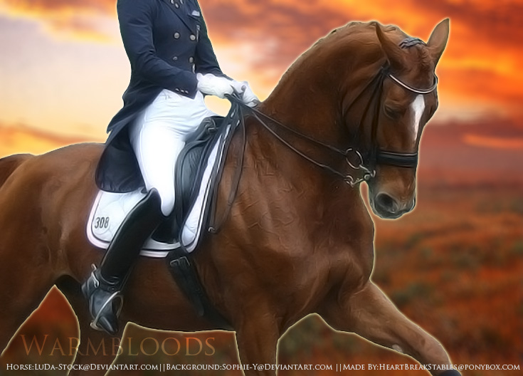 Warmbloods