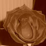 Sepia - Rose