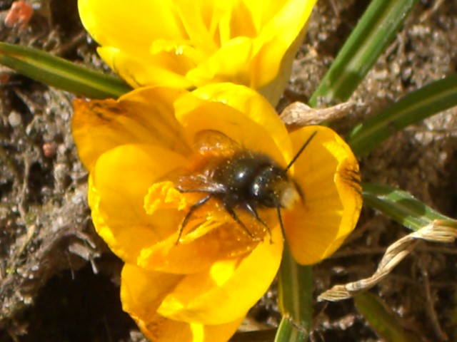 A bumblebee in a crocus