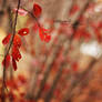 A Red Autumn