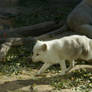 Arctic Fox