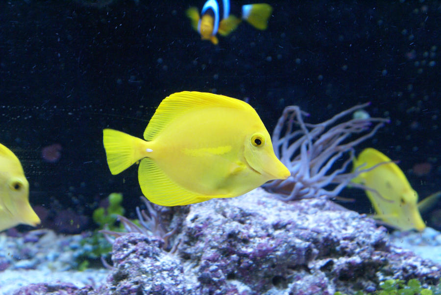 Yellow Tang Stock