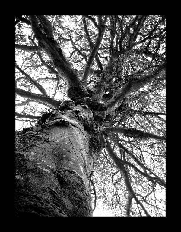 bw-tree by C--B--S on DeviantArt
