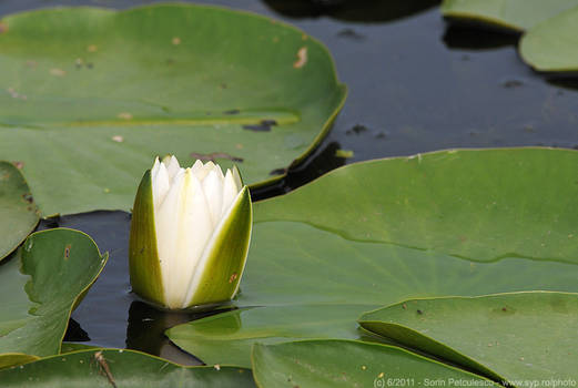 Danube Delta nature 4