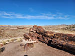 The Petrified Forest by Travel4Life