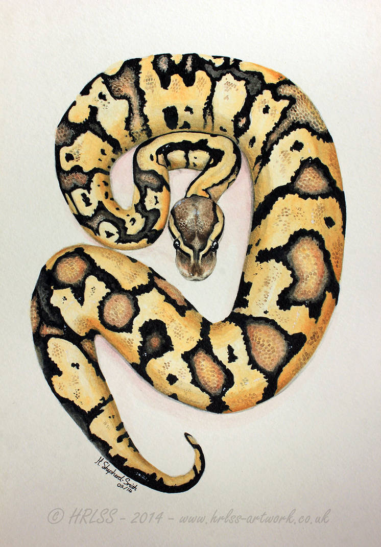 Ball Python - Watercolour Painting. - FOR SALE. by HRLSS-GeckoTea on ...