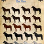 Prussian Warmblood Coat Colors - OUTDATED -