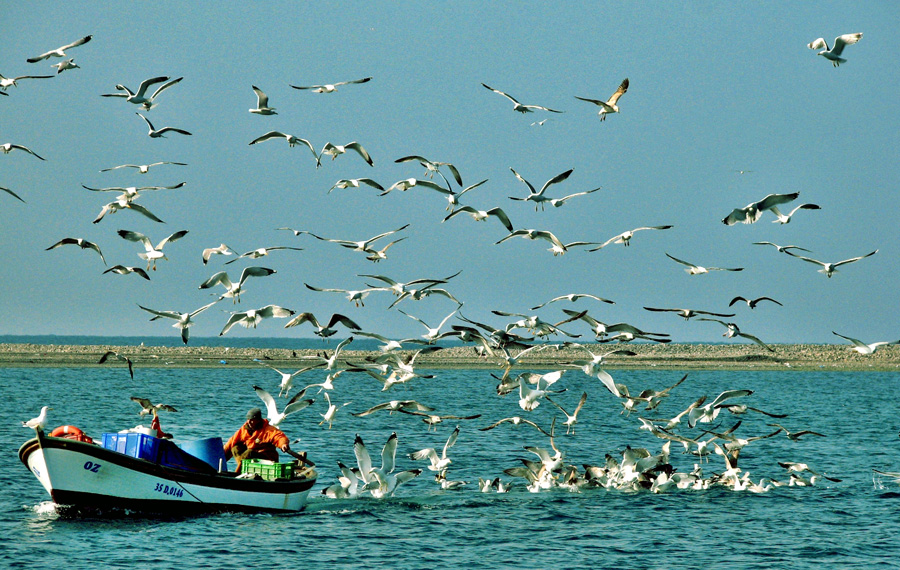 seaofgulls