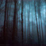 Nightsilver Woods