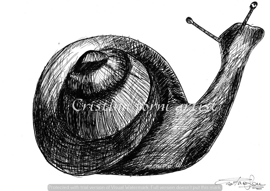 Snail Ink snail pencil ink inked snail illustration by cristinaforniartist on ...