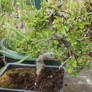 My Chinese elm bonsai