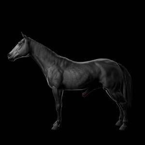 Game ready thoroughbred, Dapple Grey