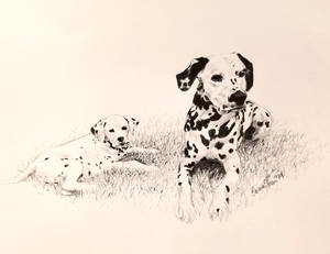 Dalmatians