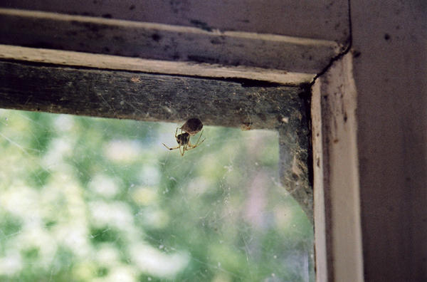 Spider In The Window by Karasu-no-Yami on DeviantArt
