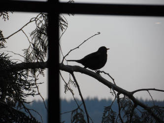 Bird silhouette