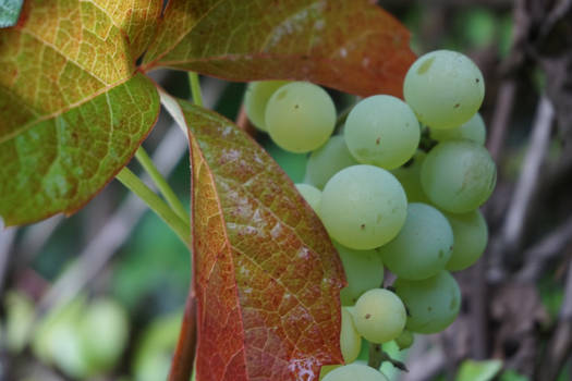 Grapes and leaves