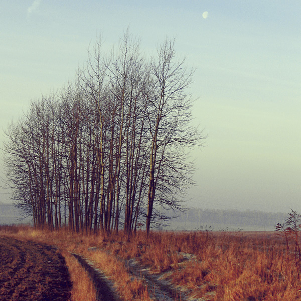 January Trees