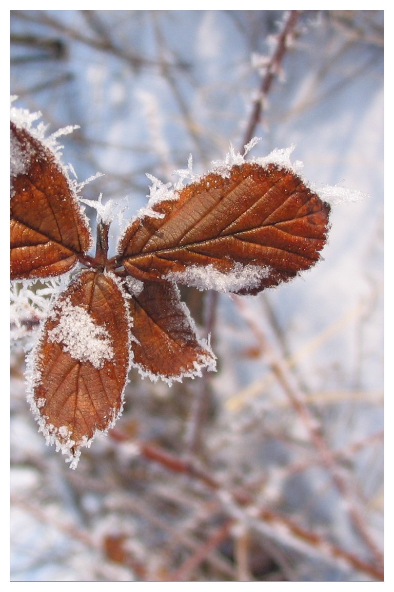 Winter Leaves: The Butterfly