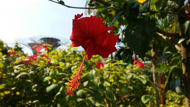 Flower at Gardens by the Bay