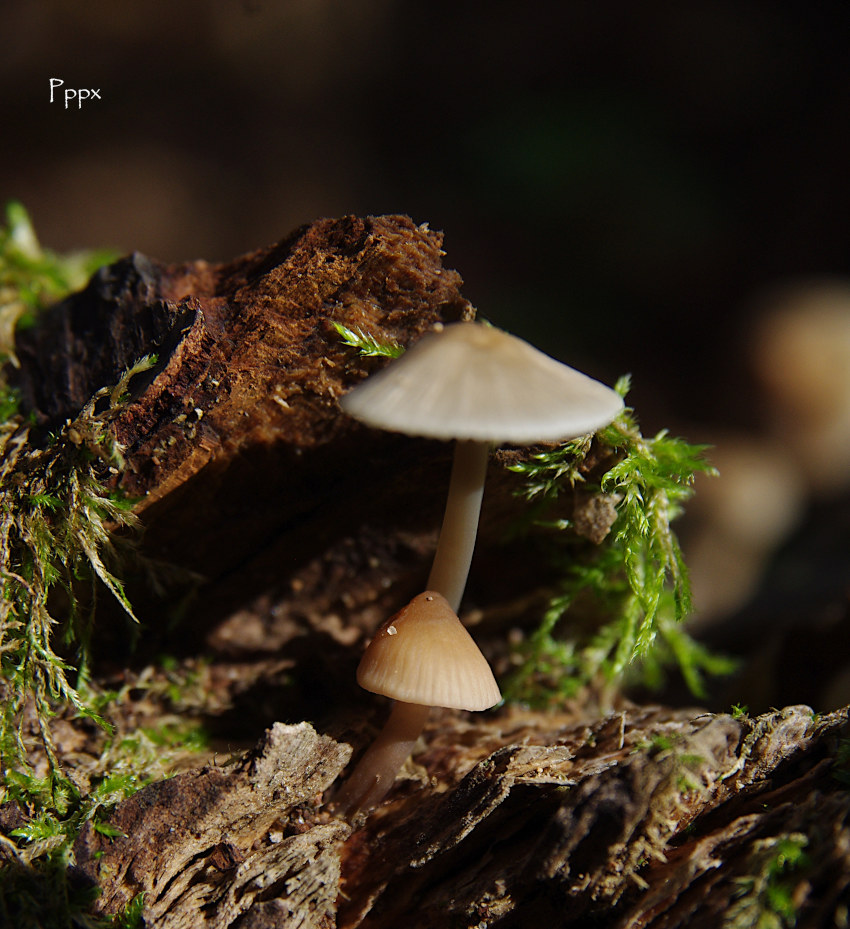 close neighbours by tanyusha1984 on DeviantArt