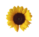 Sunflower png