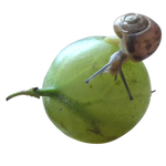 Snail and gooseberry png