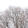 Frosted branches png