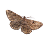 Moth png