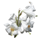 Lilies png