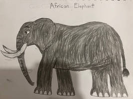 African Elephant