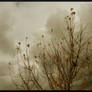 Desolation