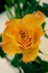 yellow.rose