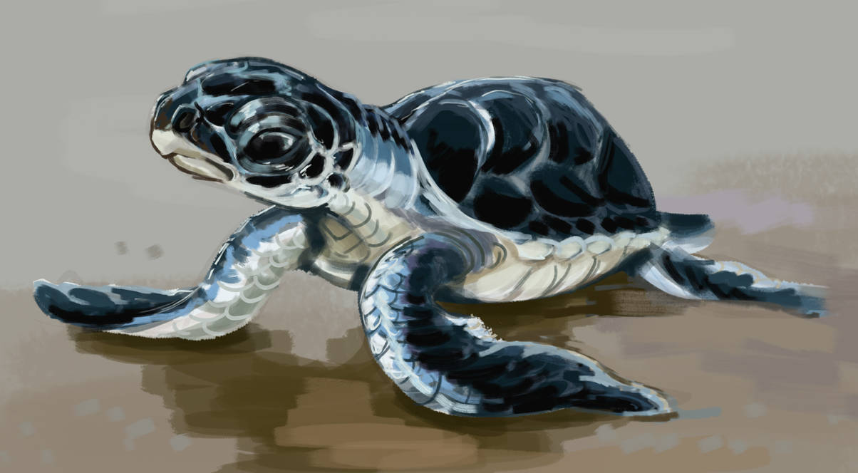 Turtle Scatch Daily Sketch - Turtle by Fynn-Bernsteinwolf on DeviantArt