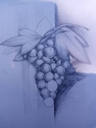 Grape Drawing Study