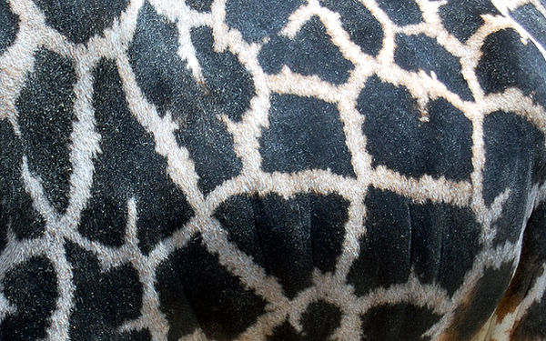 Giraffe Rim Pattern Giraffe pattern by zymolysis on DeviantArt