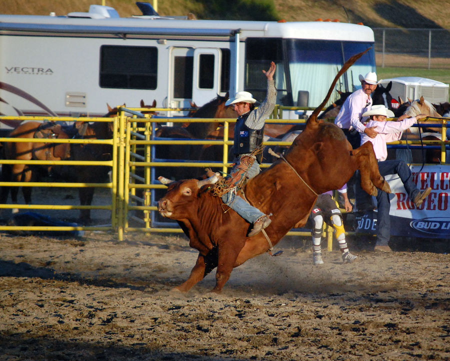 kings of rodeo by zymolysis on DeviantArt