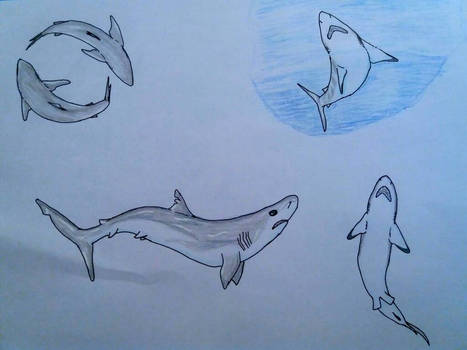 Shark body language