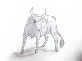 Bull sketch