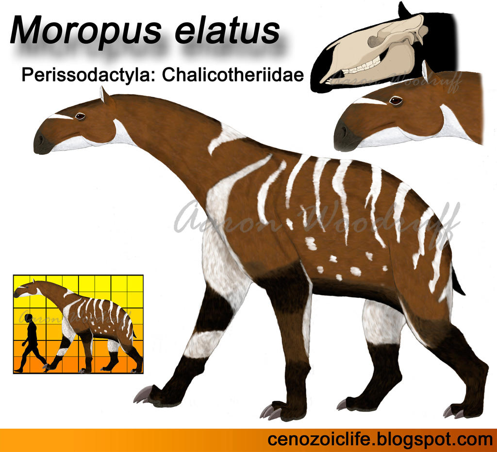 Moropus Moropus elatus by CenozoicKing on DeviantArt