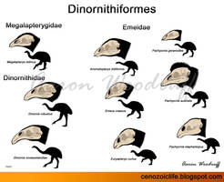 Moa Skulls