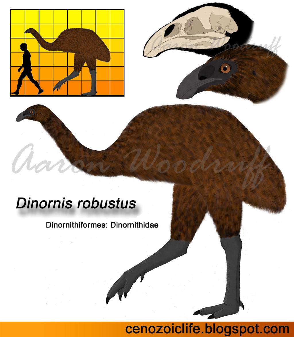 Dinornis robustus