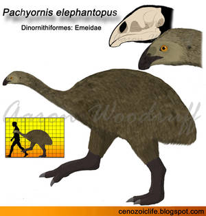 Pachyornis elephantopus