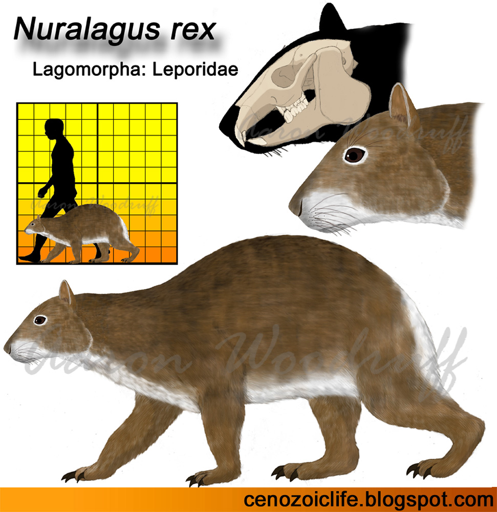 Nuralagus rex