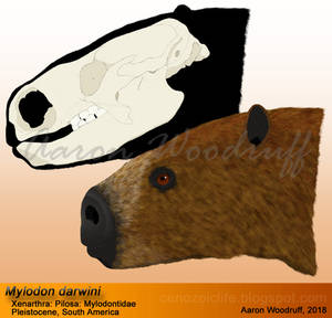 Mylodon darwini
