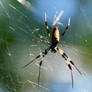 Banana Spider